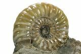 Calcite-Replaced Ammonite (Aegasteroceras) Fossil - England #316528-2